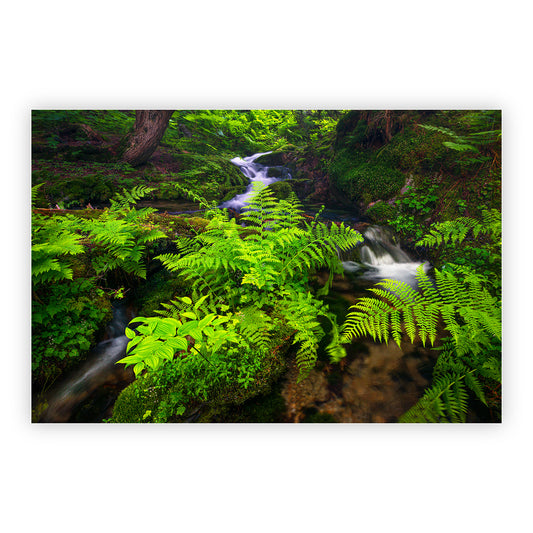 Mountain Ferns
